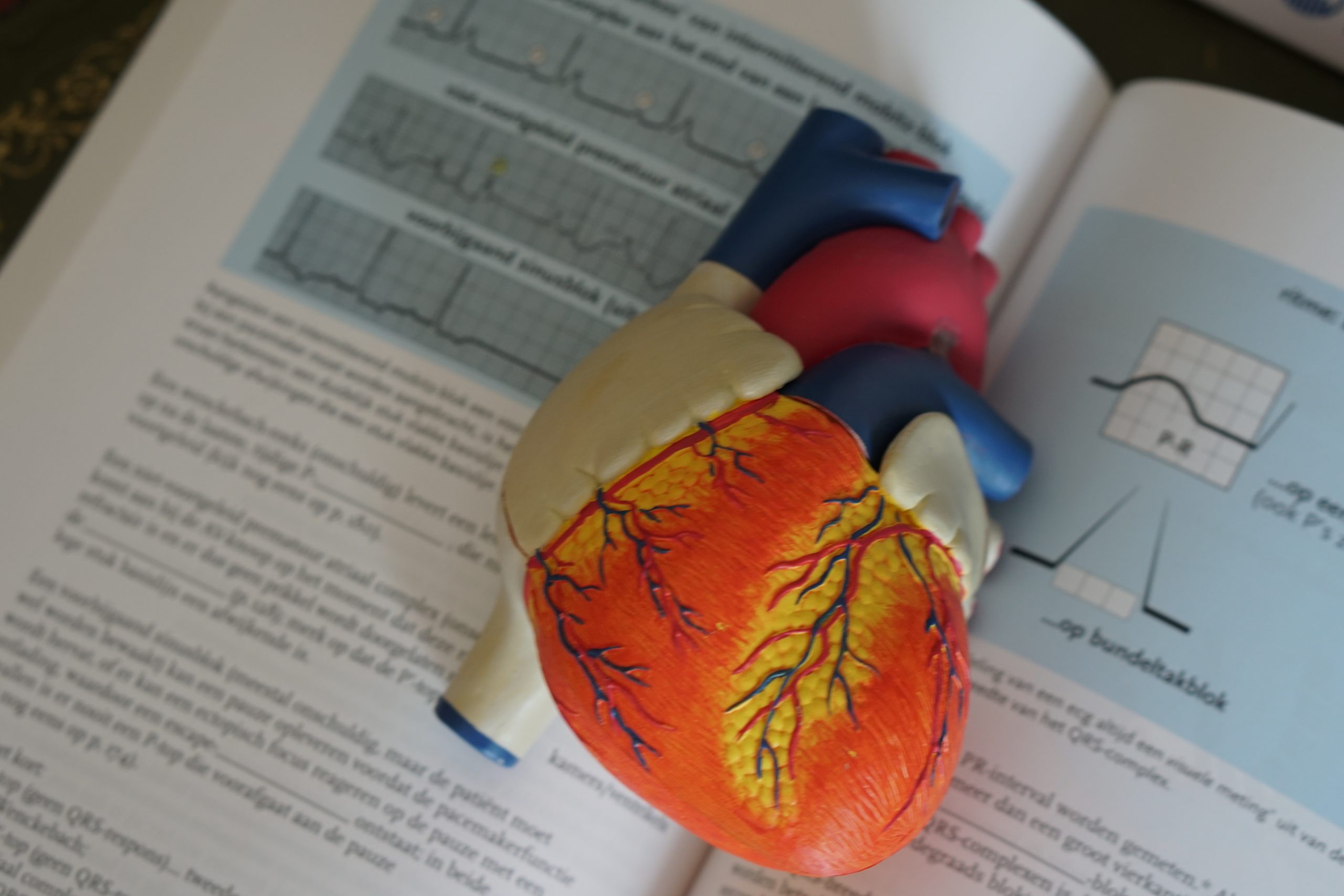 Cardiovascular Health – The Ultimate Guide to a Healthy Heart