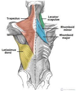 Back anatomy chart 