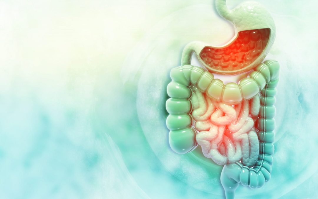 Digestive Harmony – The ION Gut Support For the Win