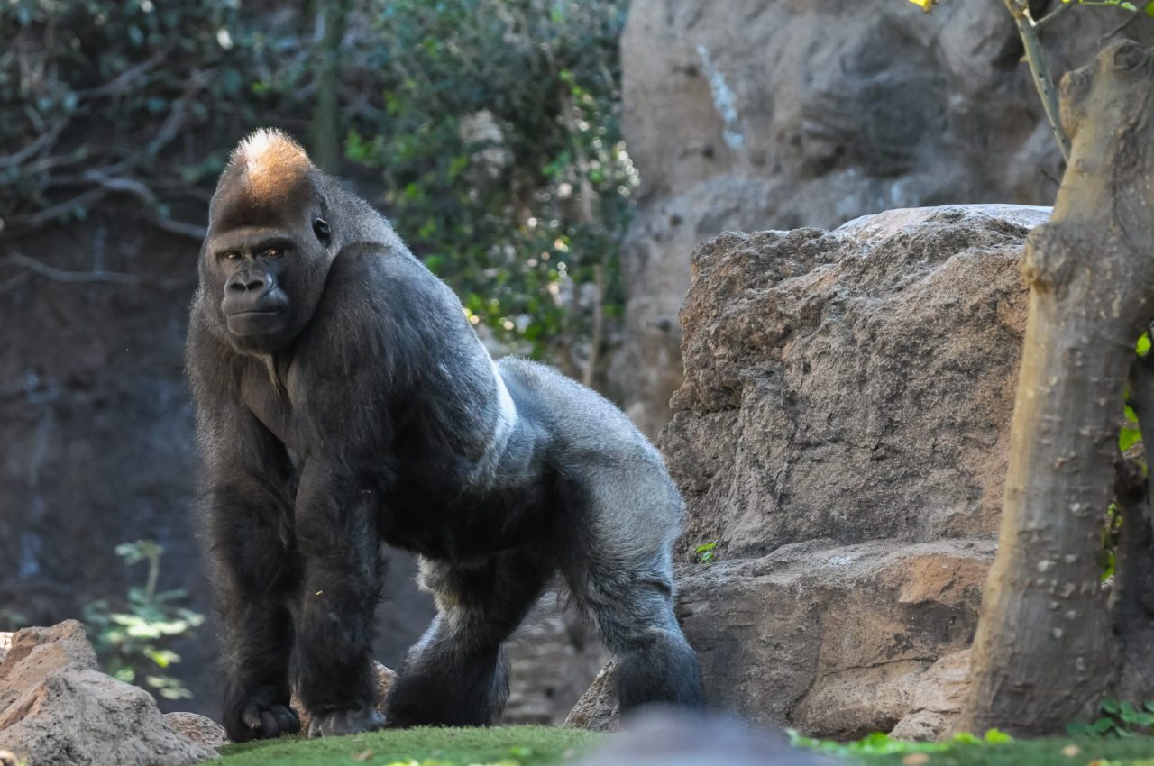 Gorilla Rows 101: Building a Bigger and Better Back with Precision and