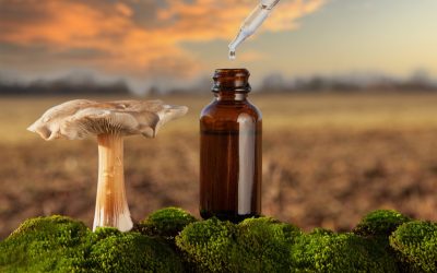Exploring Mushroom Tinctures and the Top 7 Mushroom Supplements
